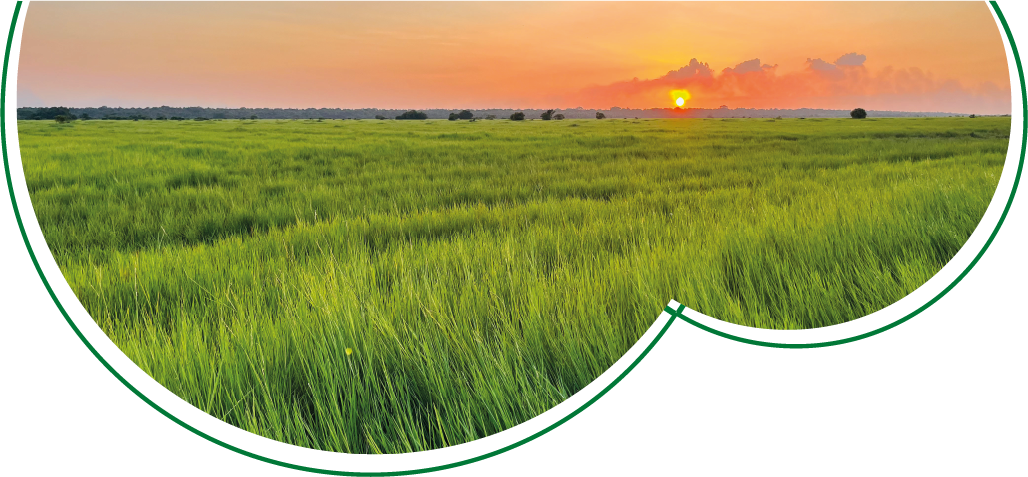 Estrategia de valor e innovación